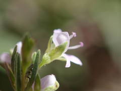 Veronica anagalloides