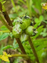 Rhopalomyia tanaceticola