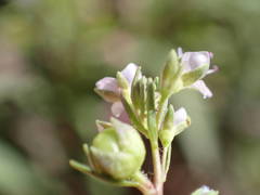 Veronica anagalloides