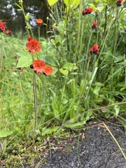 Hieracium rubiginosum