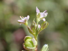 Veronica anagalloides
