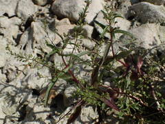 Veronica anagalloides