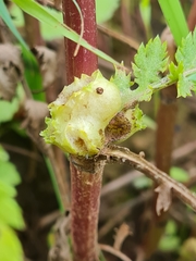 Rhopalomyia tanaceticola