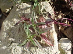 Veronica anagalloides