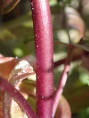 Veronica anagalloides