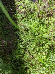 Carex divulsa