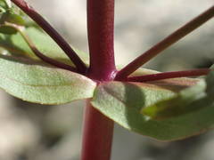 Veronica anagalloides