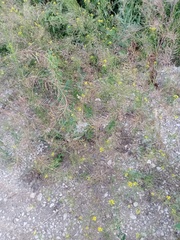 Sisymbrium loeselii