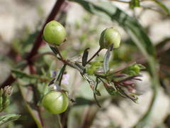 Veronica anagalloides