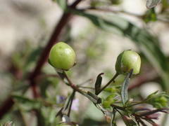 Veronica anagalloides