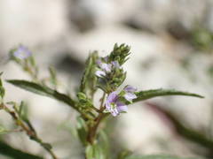 Veronica anagalloides