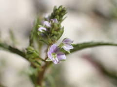 Veronica anagalloides