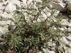 Veronica anagalloides