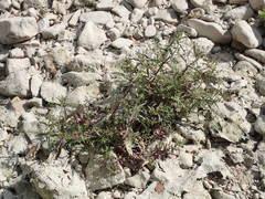 Veronica anagalloides