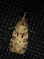 Scoparia pyralella