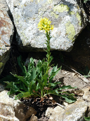 Senecio doria
