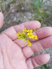 Sisymbrium loeselii