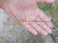 Sisymbrium loeselii