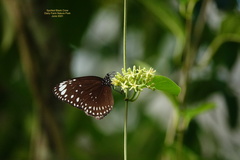 Euploea crameri