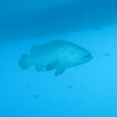 Epinephelus lanceolatus