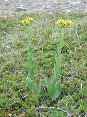 Senecio pyrenaicus
