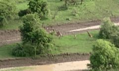 Giraffa camelopardalis antiquorum