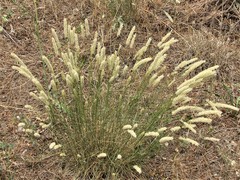 Melica transsilvanica
