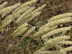 Melica transsilvanica