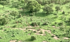 Giraffa camelopardalis antiquorum