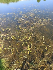 Potamogeton natans