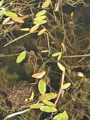 Potamogeton natans