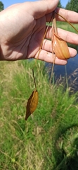 Potamogeton natans