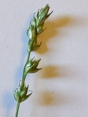Carex divulsa