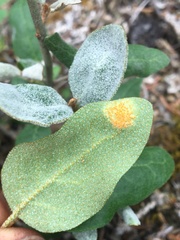 Puccinia caricis-shepherdiae