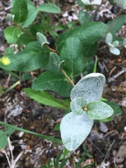 Puccinia caricis-shepherdiae
