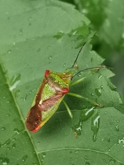Acanthosoma haemorrhoidale