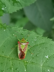 Acanthosoma haemorrhoidale