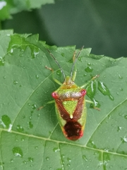 Acanthosoma haemorrhoidale