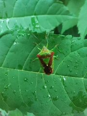 Acanthosoma haemorrhoidale