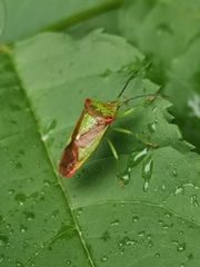 Acanthosoma haemorrhoidale