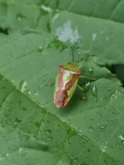 Acanthosoma haemorrhoidale