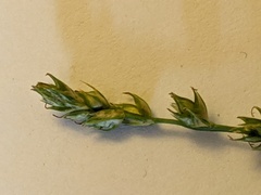 Carex divulsa