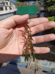 Ceratophyllum demersum