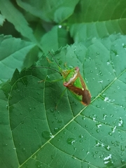 Acanthosoma haemorrhoidale