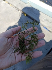 Ceratophyllum demersum