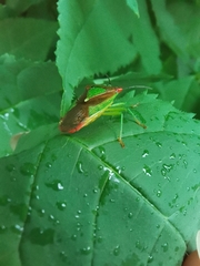 Acanthosoma haemorrhoidale