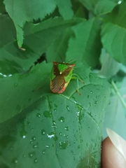 Acanthosoma haemorrhoidale