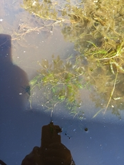 Ceratophyllum demersum