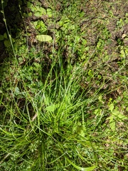Carex divulsa