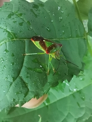 Acanthosoma haemorrhoidale